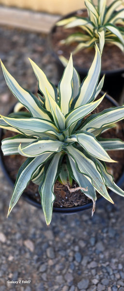 Agave Ivory Star 5gal