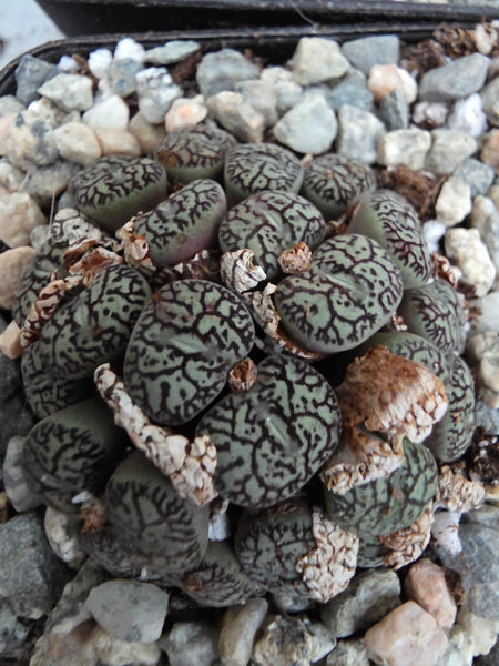 Conophytum wittebergense (often classified as Conophytum minimum 'wittebergense') i