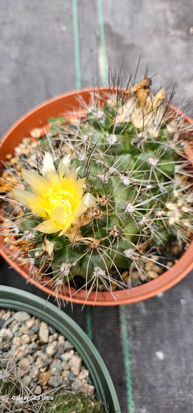 Copiapoa paposoensis