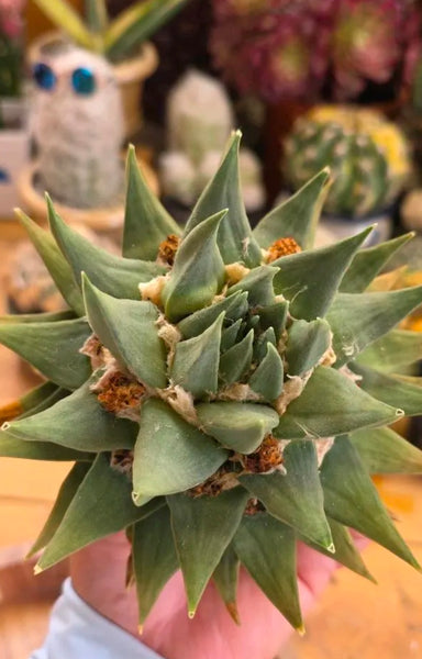 Ariocarpus trigonus 7"