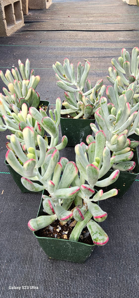 Cotyledon orbiculata cv. Long Leaf Variegated