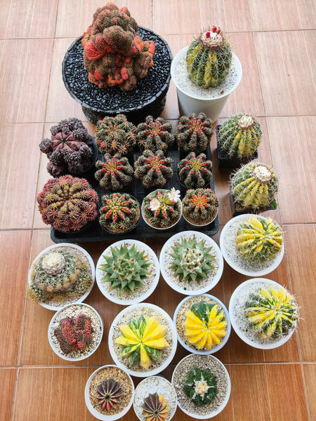 Melocactus Curvispinus Subsp.Caesius 'Variegata'