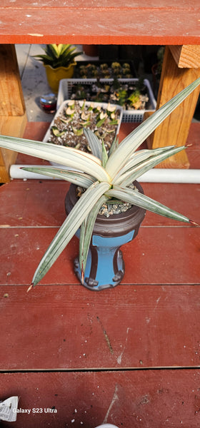 Sansevieria Platinum Bella