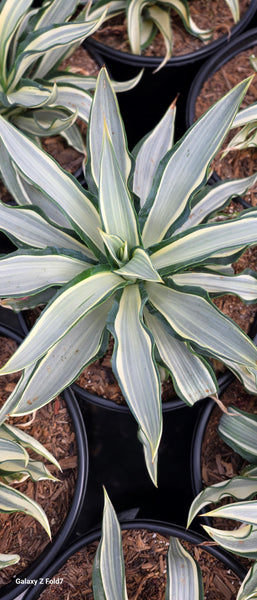 Agave Ivory Star 5gal