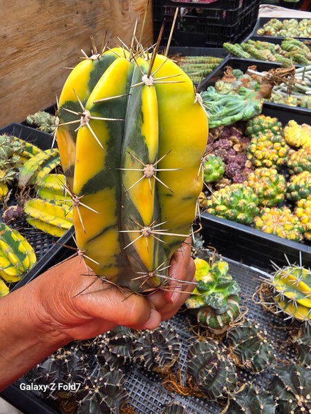 Lemaireocereus pruinosus variegated