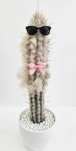 Pilocereus Palmeri (Rooted ) 14-18 tall