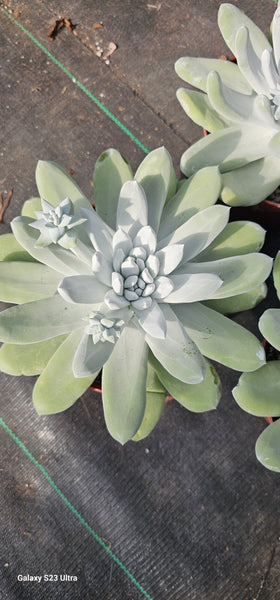 Dudleya Pachyphytum