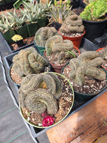 Crested echinopsis famatimensis cristata 6"