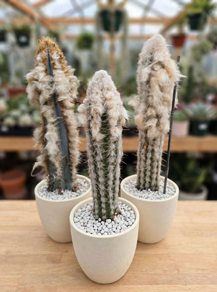 Pilocereus Palmeri (cutting ) 14-18 tall