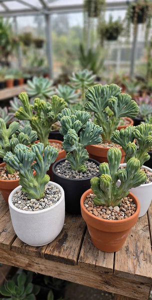 Hybrid Myrtillo Geometrizans