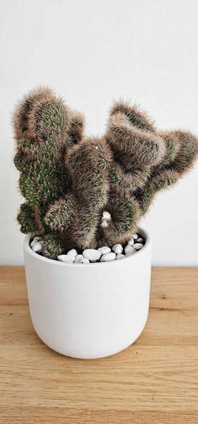 Stenocereus hollianus Crested