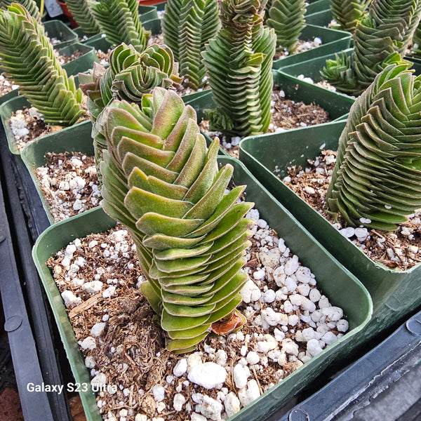 Crassula buddha's temple