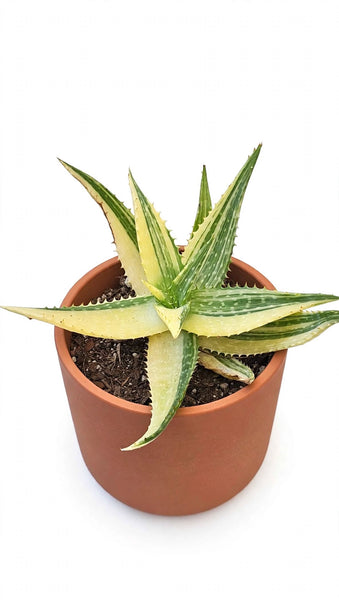 ALOE Maculata variegated 8"