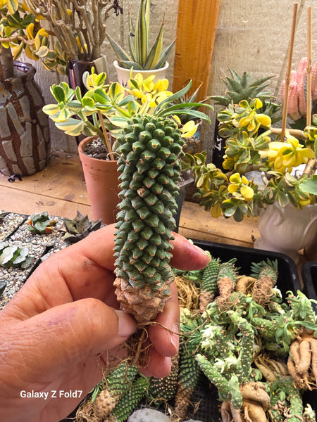 Euphorbia sotetsu kirin