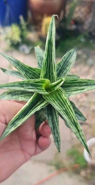 Sanseveria Bianca