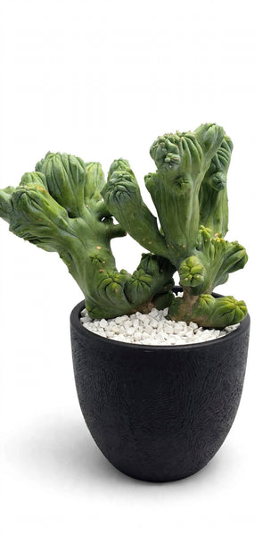 Hybrid Myrtillo Geometrizans