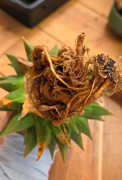 Ariocarpus trigonus 7"