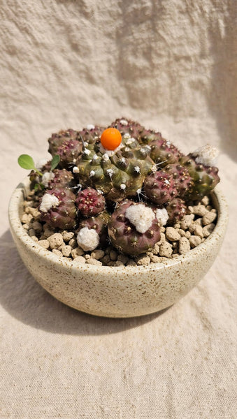 Copiapoa Humilis