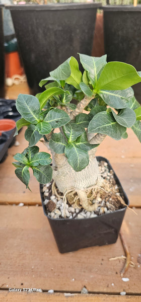Adenium Godzilla obesum