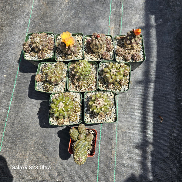 Copiapoa leonensis