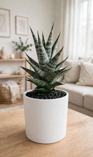 Sanseveria Ghania