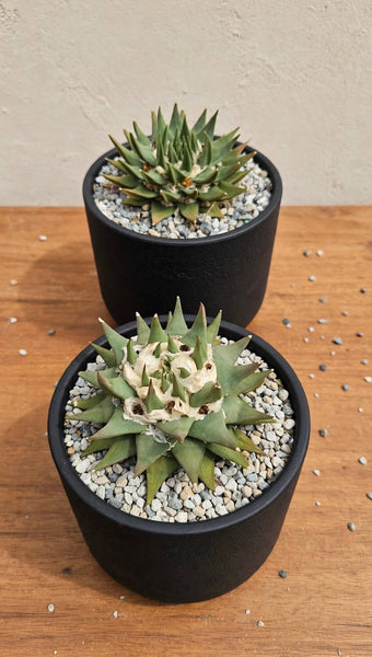 Ariocarpus trigonus 7"