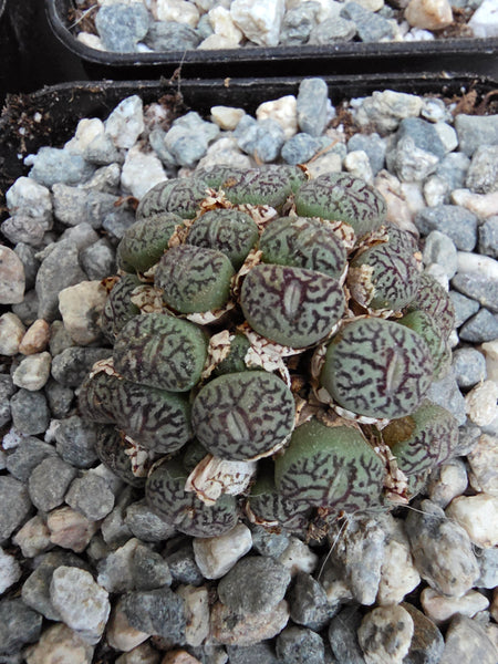 Conophytum wittebergense (often classified as Conophytum minimum 'wittebergense') i