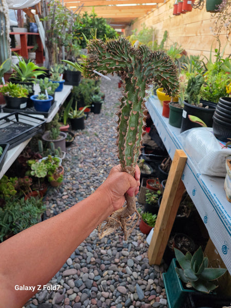 Crested Euphorbia Viguieri
