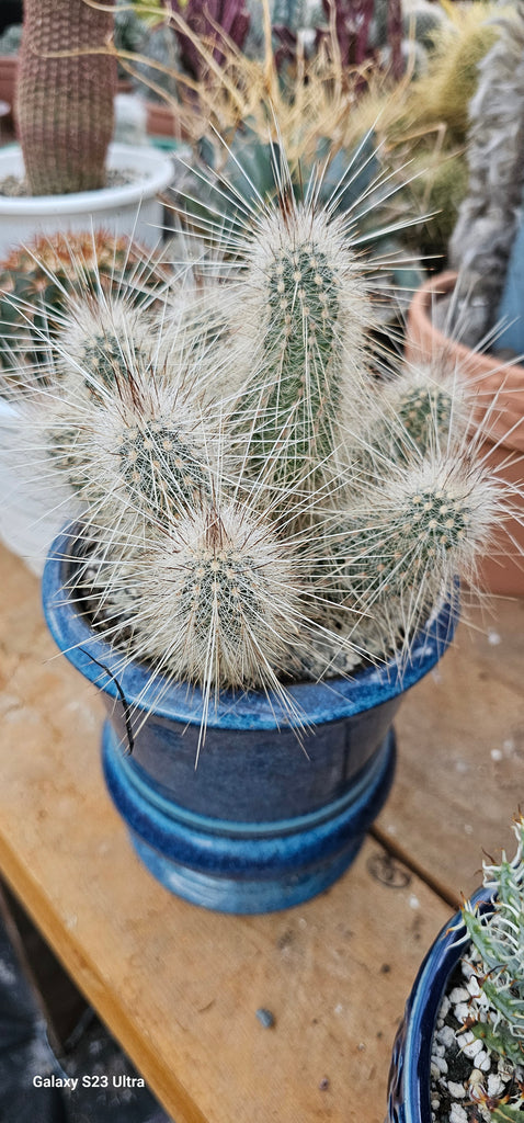Echinocereus rayonesis – AceMegaSucculents