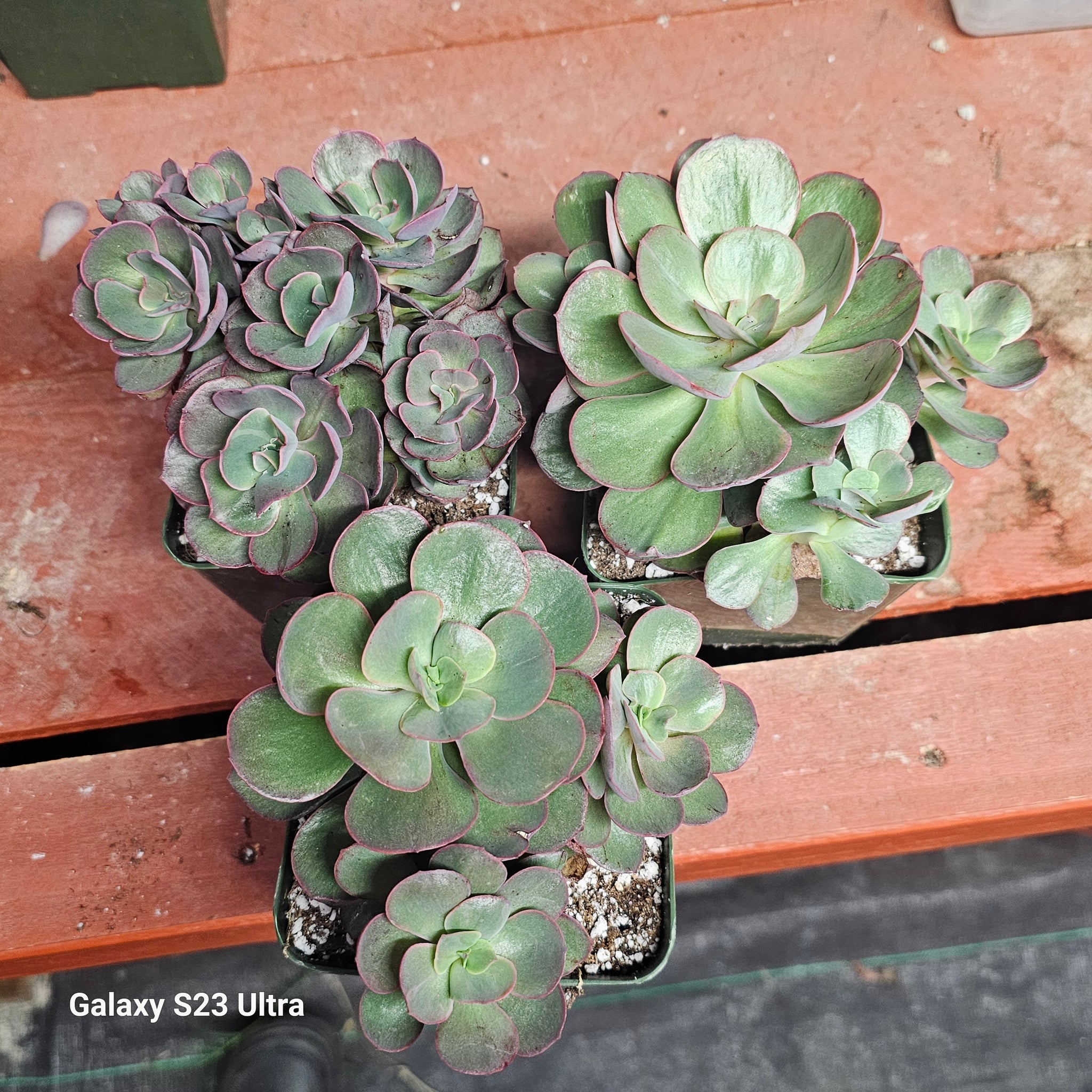 suyon succulent ECHEVERIA SUYON – AceMegaSucculents