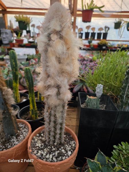 Pilocereus Palmeri (cutting ) 14-18 tall