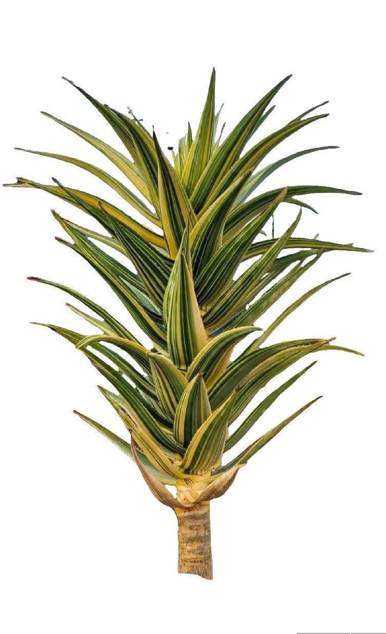 Aloe – Tagged 