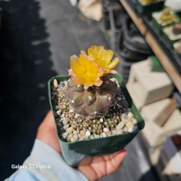 Copiapoa leonensis