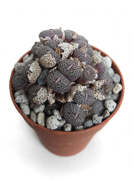 Conophytum wittebergense (often classified as Conophytum minimum 'wittebergense') i