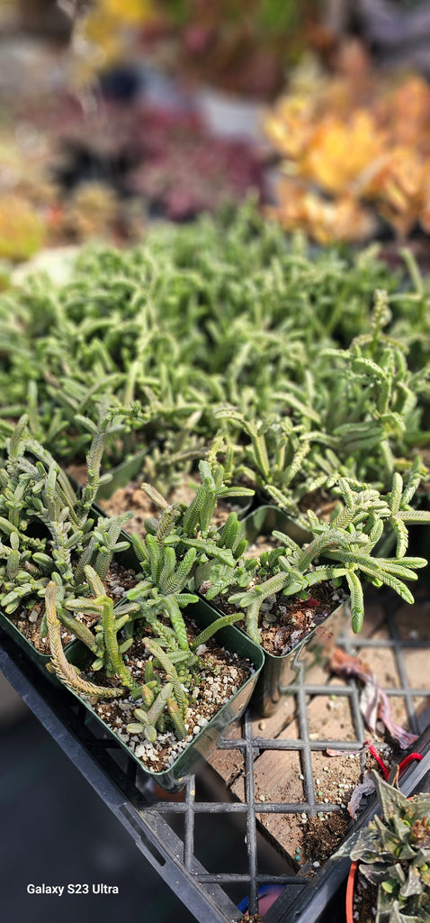 watch chain succulent sunlight Watch chain – AceMegaSucculents