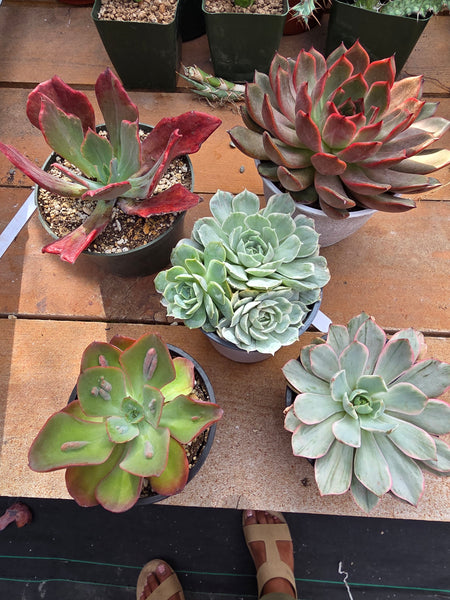 Echeveria Diamond State Rare Import