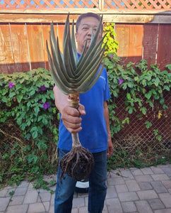 Aloe Dichotoma
