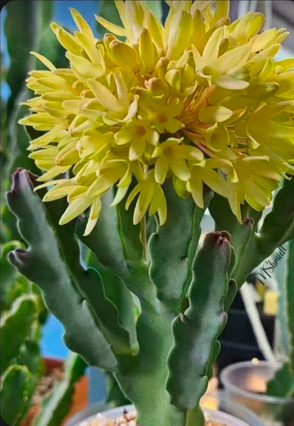 Caraluma flava