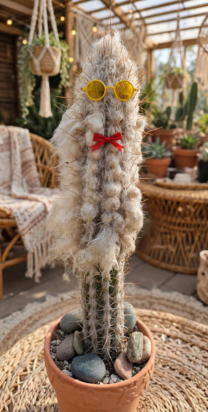 Pilocereus Palmeri (Rooted ) 14-18 tall