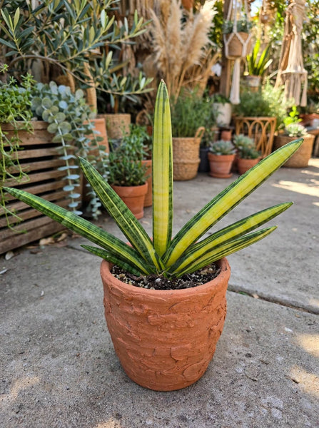 Sanseveria Boncel 1 gal