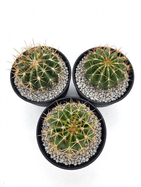 FERROCACTUS Schwarzii