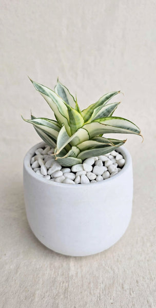 Sanseveria Gabriella