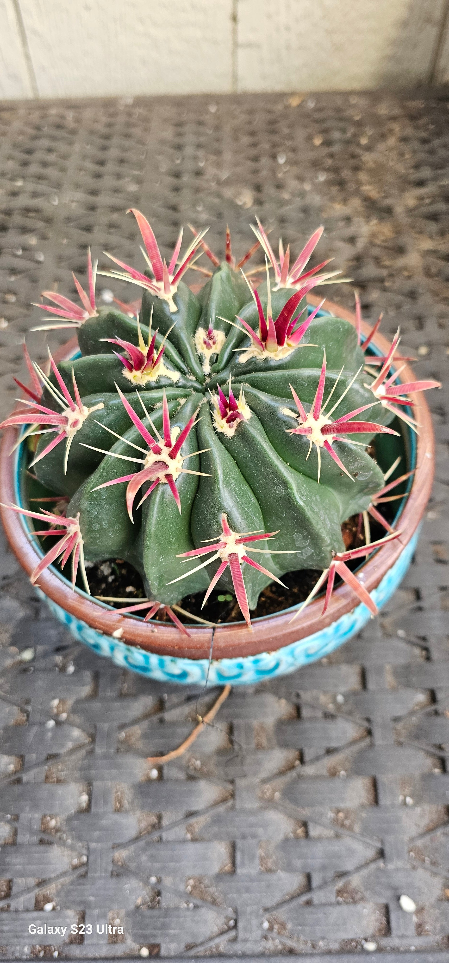Devil Tongue Barrel Cactus – AceMegaSucculents