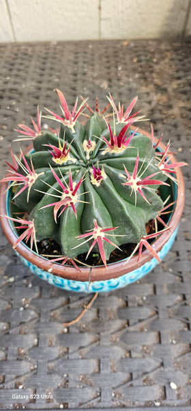 Devil Tongue Barrel Cactus