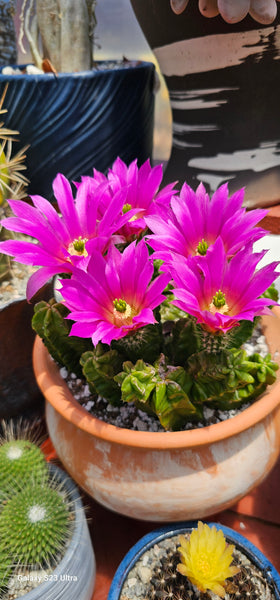 Echinocereus morricalii