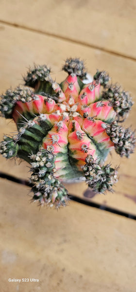 Gymnocalycium mihanovichii 'Variegata
