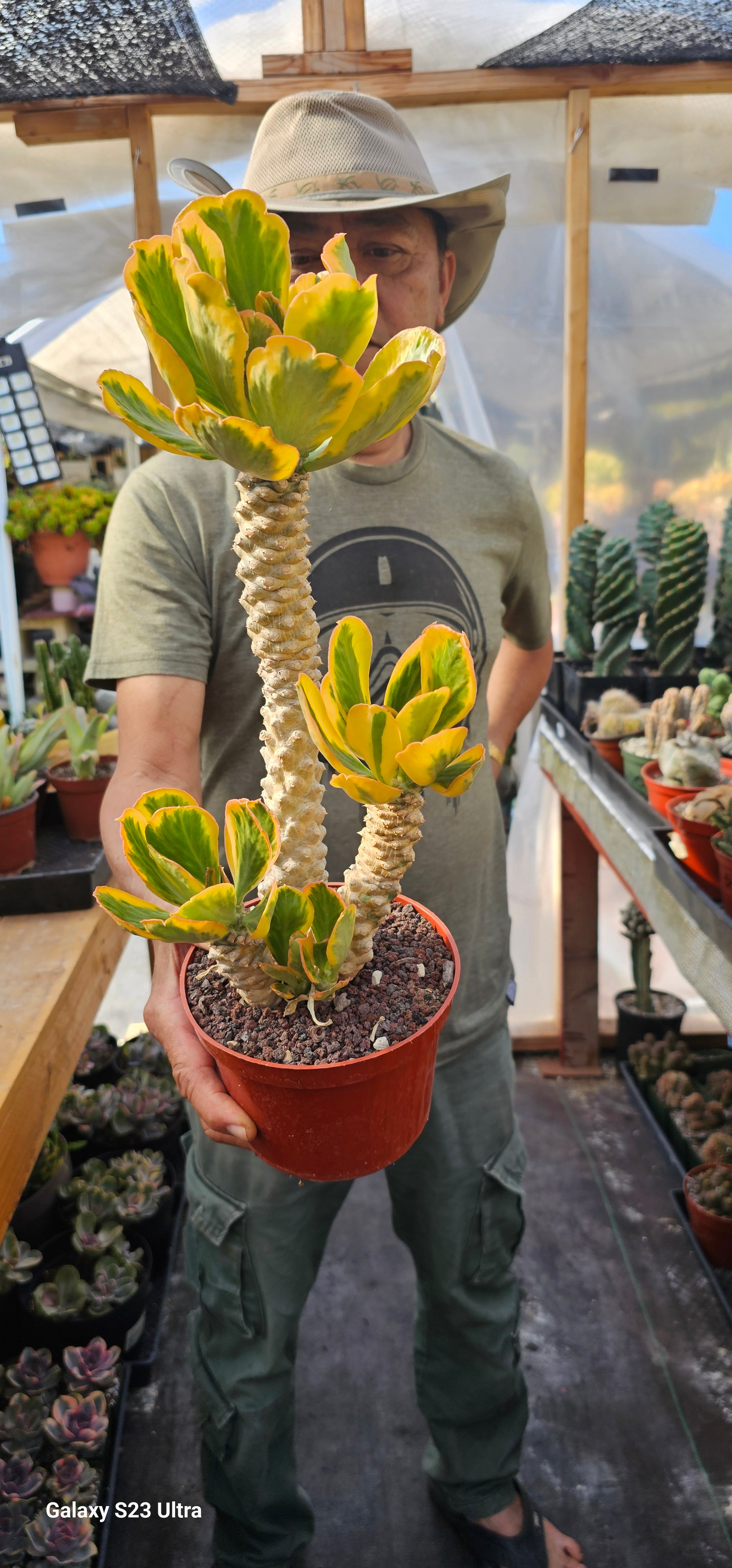 Euphorbia Poissonii Variegated Rare Import – AceMegaSucculents