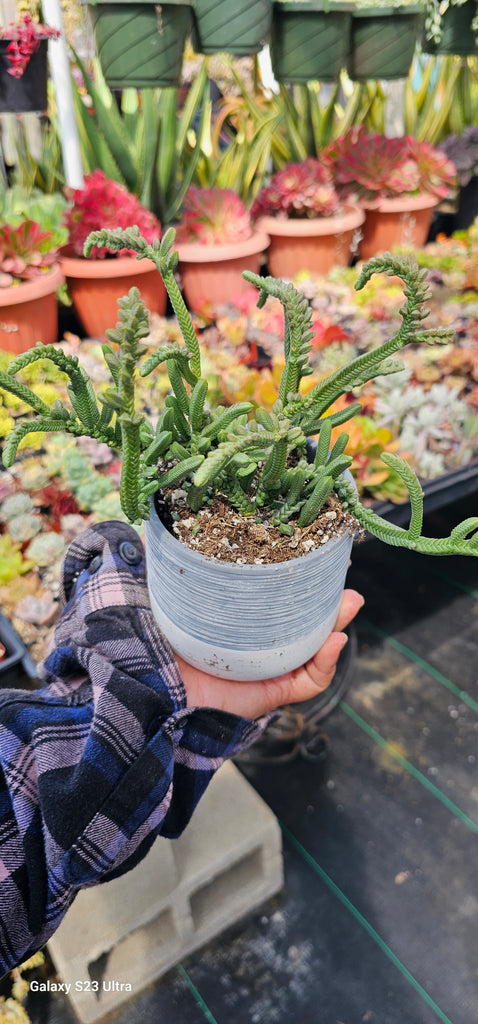 giant watch chain succulent Watch chain – AceMegaSucculents