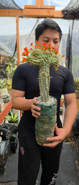 Crested Euphorbia Viguieri