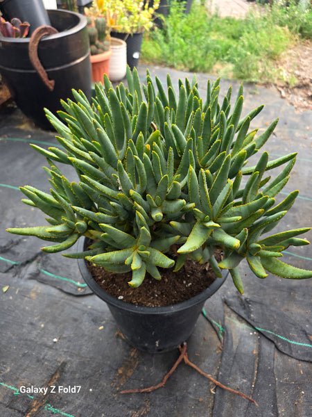 Aloe ramosissima 10gal